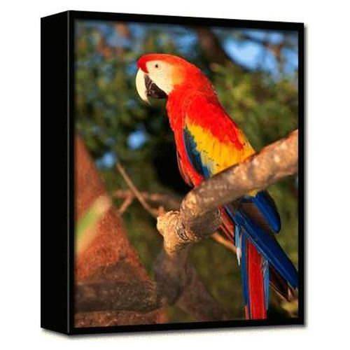 Buy Wholesale Trends International Macaw Parrot 3D Printed Frame in