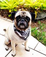 Bandana4