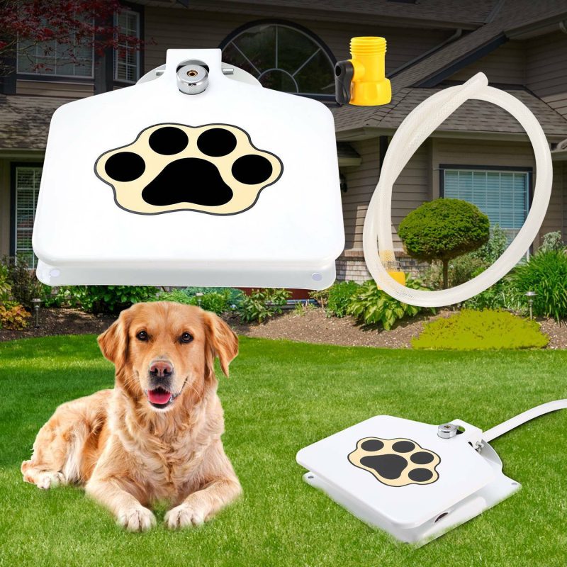 Dog3