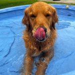 Dogpool3