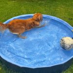 Dogpool4