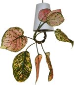 Planter2