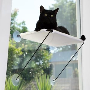 Cat1