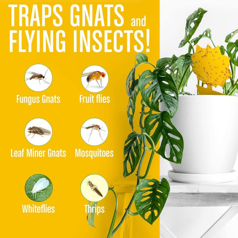 Insecttraps2