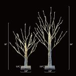 2birch5
