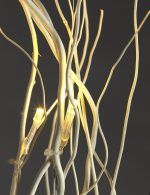 Willow5