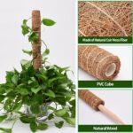 1be1d346 b4de 43da a7f9 98a3e4f0e917 eibikdi moss poles 6 pack trans plants to grow upward item 9 3 2.jpg