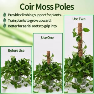 6f617d3b a4f9 4fda a4f0 77de1f460396 eibikdi moss poles 6 pack trans plants to grow upward item 9 2 2.jpg